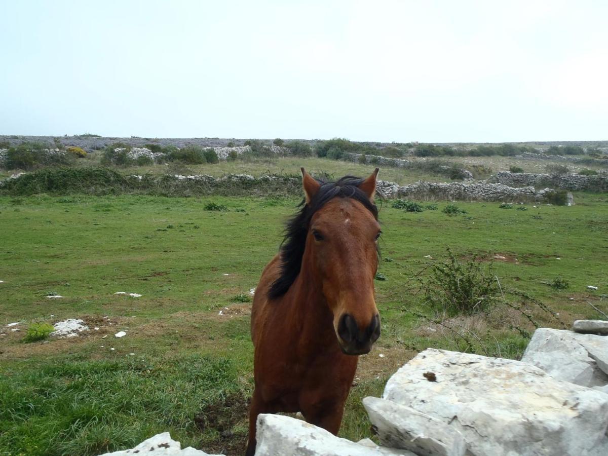 A Casa Da Serra - Alojamento Local Casal Velho Bagian luar foto